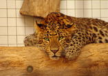 Auch Leoparden leben im Zoologischen Stadtgarten von Karlsruhe.