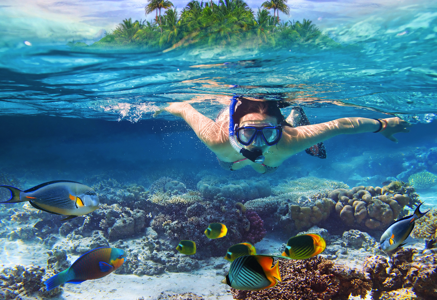 Entdecken Sie die karibische Unterwasserwelt.