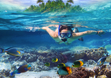 Entdecken Sie die karibische Unterwasserwelt.
