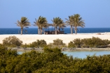 Mangroven und Palmen gibt es auf Sir Bani Yas zuhauf.