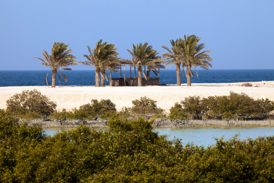 Mangroven und Palmen gibt es auf Sir Bani Yas zuhauf.