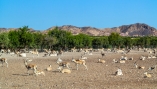 Auf Sir Bani Yas können Sie auf einer Safari exotische Tiere beobachten.