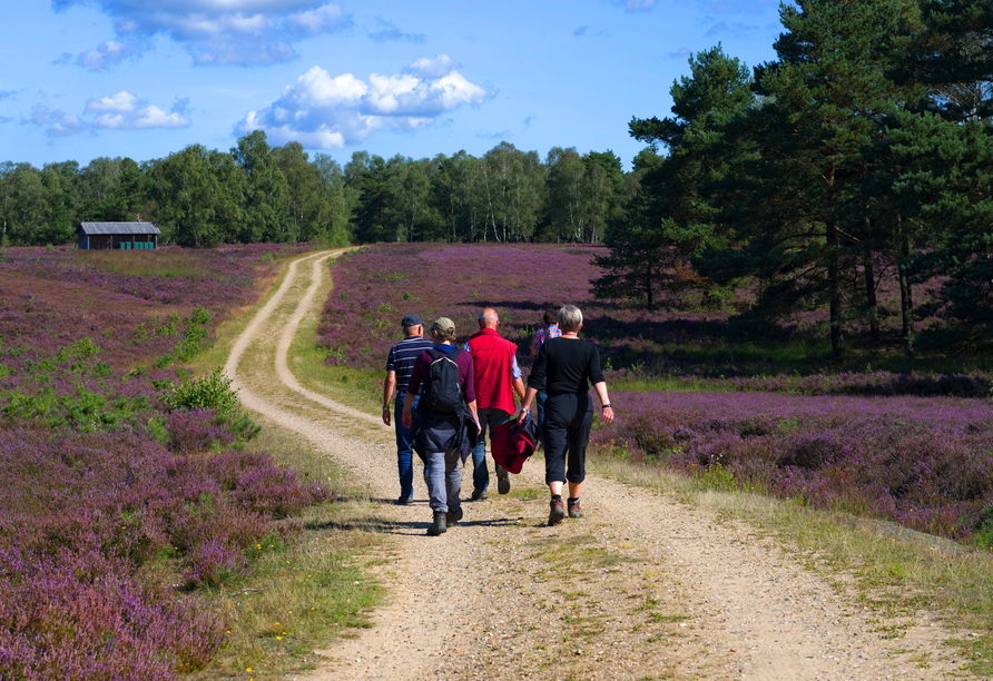 Erkunden Sie die Lüneburger Heide bei einer ausgedehnten Wanderung.