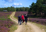 Erkunden Sie die Lüneburger Heide bei einer ausgedehnten Wanderung.