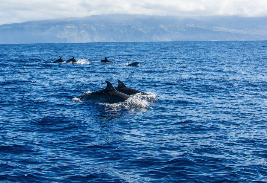 Buchen Sie vor Ort eine Bootstour, um Wale und Delfine vor der Küste Madeiras zu beobachten.