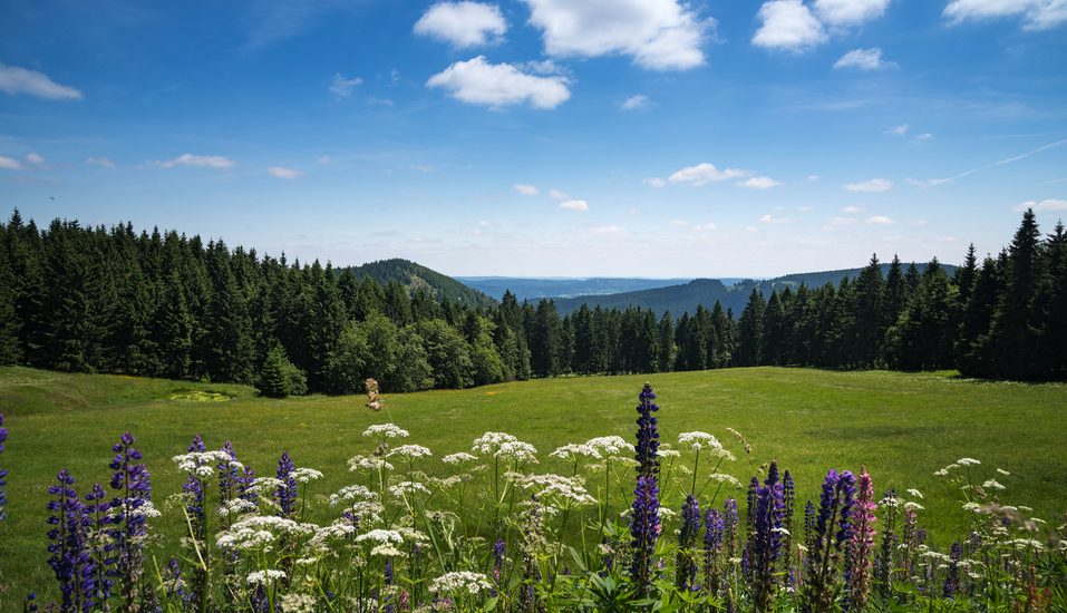 Malerische Landschaften im Thüringer Wald laden zu ausgedehnten Wanderungen ein.