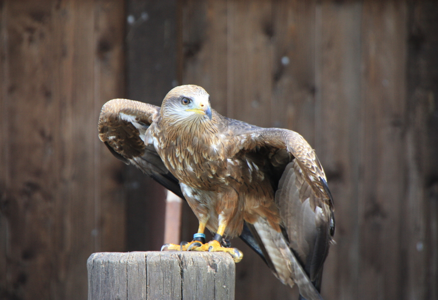 Im Tierpark an der Sababurg sehen Sie auch Greifvögel.