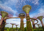 Verpassen Sie in Singapur nicht die riesigen Suprtree Groves.