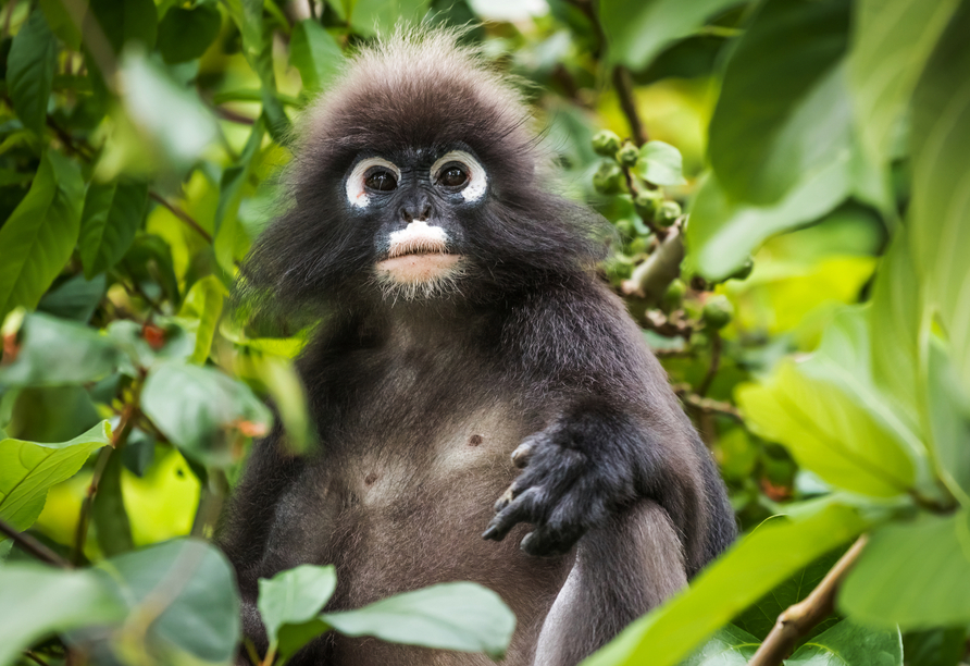 Wilde Affen leben in den dichten Mangrovenwäldern von Langkawi in Malaysia.