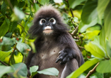 Wilde Affen leben in den dichten Mangrovenwäldern von Langkawi in Malaysia.