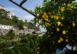 Aus den Zitronen, die an der Amalfiküste prächtig gedeihen, wird auch der Limoncello hergestellt.
