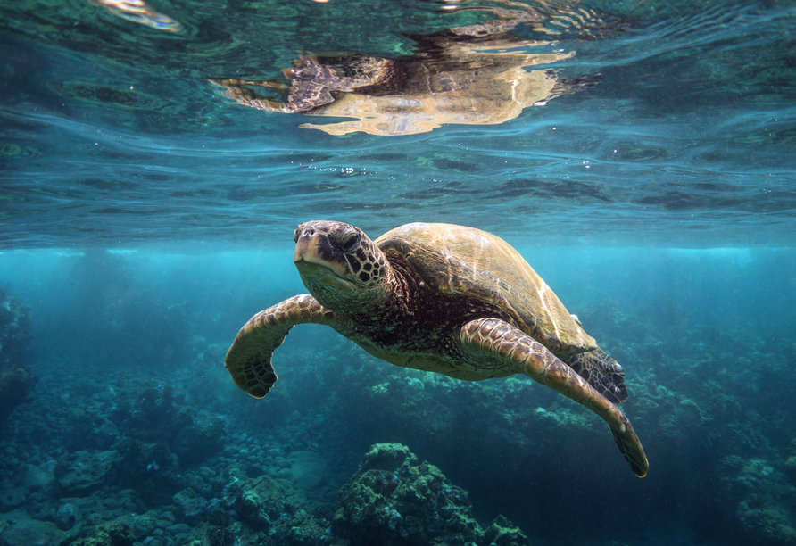 Beobachten Sie die beeindruckenden grünen Meeresschildkröten auf den Inseln Hawaiis.