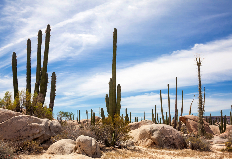 Das Naturschutzgebiet Valle de los Cirios in Mexiko erwartet Sie mit einer unglaublichen Tier- und Pflanzenwelt.