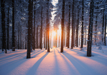 Ein Spaziergang durch den schneeglitzernden Wald stimmt Sie auf den Jahreswechel ein.