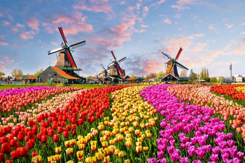 Freuen Sie sich im Frühling auf die bunten Tulpenfelder in den Niederlanden - wie hier in der Zaanse Schans.