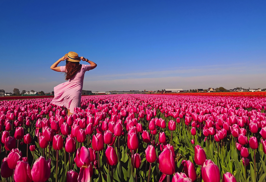 Im Frühling blühen zahlreiche Tulpen in Zaanse Schans.