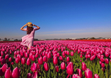 Im Frühling blühen zahlreiche Tulpen in Zaanse Schans.