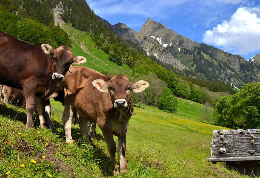 Auf Ihren Wanderungen in den Südtiroler Dolomiten begegnen Ihnen sicherlich auch einige tierische Freunde.