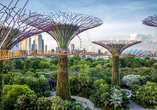 Staunen Sie über die Supertree Groves in Singapur.