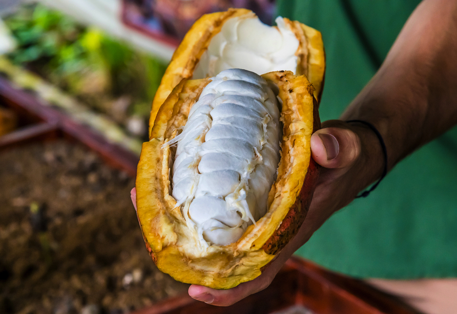 Lernen Sie typische, costa-ricanische Produkte wie zum Beispiel die Kakaofrucht kennen.