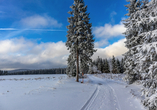 Herrliche Winterlandschaften erwarten Sie rund um den Höhenwanderweg Rennsteig.