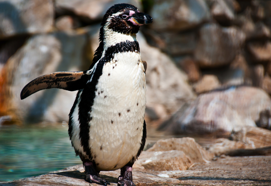 Besuchen Sie putzige Humboldt-Pinguine im Atlantikpark in Ålesund.