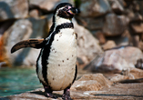 Besuchen Sie putzige Humboldt-Pinguine im Atlantikpark in Ålesund.