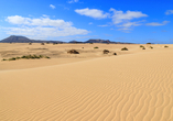 Das Dünengebiet El Jable mit den berühmten Wanderdünen von Corralejo