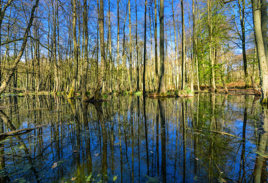 Die typische Wald-Sumpflandschaft an den Uckermärkischen Seen