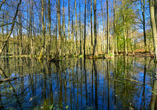 Die typische Wald-Sumpflandschaft an den Uckermärkischen Seen