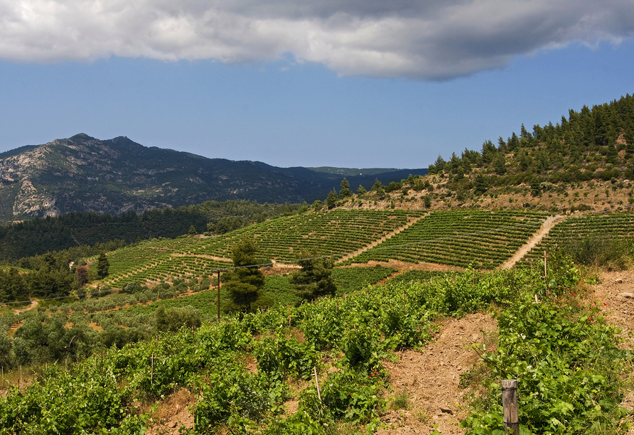 Weingärten prägen die Landschaft auf Chalkidiki.