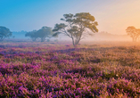 Das Goois Naturreservat Zuiderheide überzeugt durch das prächtige Farbenmeer verschiedenster Blumen und Pflanzen.