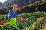 Eine Tabakfarm in der Gegend von Viñales