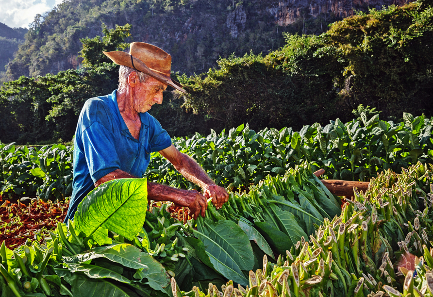 Tabakfarm in der Gegend von Viñales
