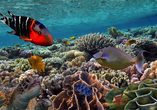 Das Rote Meer besticht nicht nur mit traumhaften Stränden sondern auch mit einer einzigartigen Unterwasserwelt.