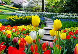 Wenn die Tulpen blühen, erstrahlt der Keukenhof farbenprächtig. 