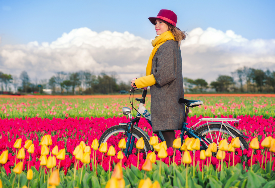 Lassen Sie sich von leuchtenden Farben der Tulpen verzaubern. 