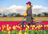 Lassen Sie sich von leuchtenden Farben der Tulpen verzaubern. 