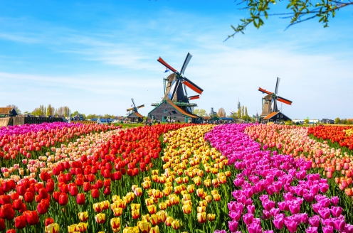 In Ihrem Reisemonat April herrscht Tulpenzeit in den Niederlanden.