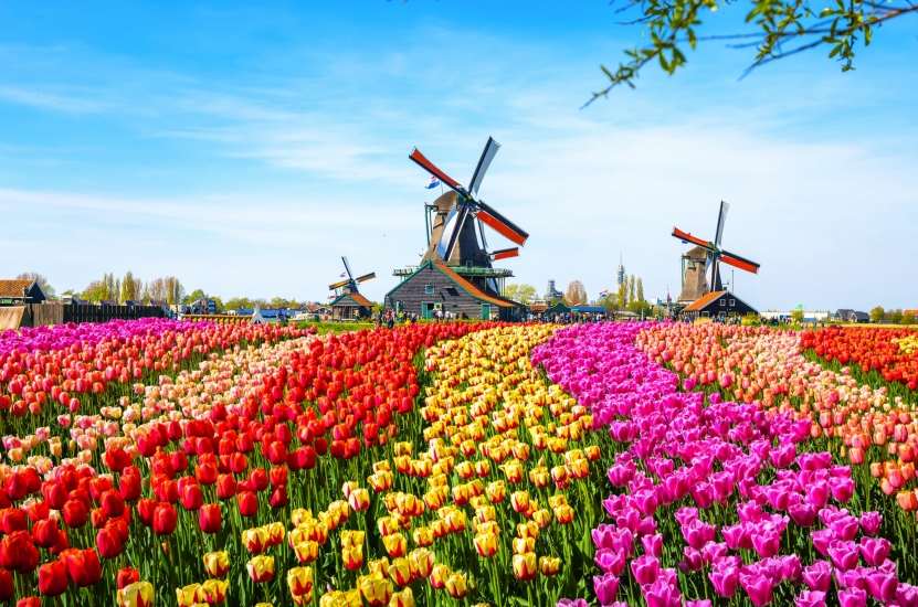 In Ihrem Reisemonat April herrscht Tulpenzeit in den Niederlanden.