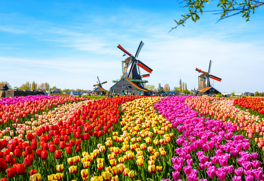 Traditionelle Windmühlen in den Niederlanden vor der Kulisse eines bunten Tulpenteppichs.