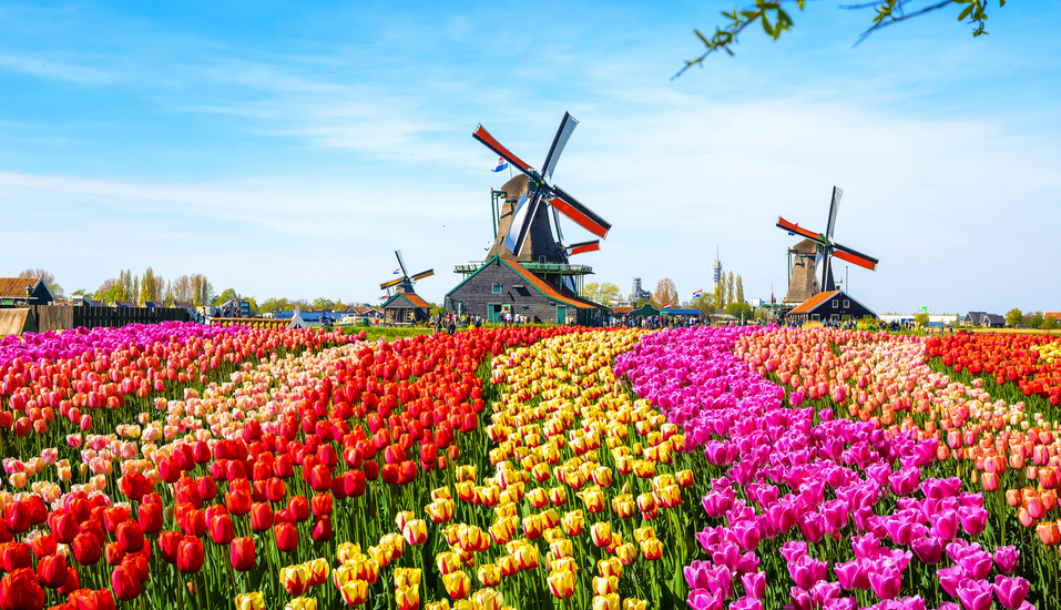 In Ihrem Reisemonat April herrscht Tulpenzeit in den Niederlanden.