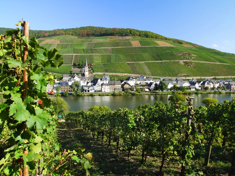 Zell ist wie viele andere Orte an der Mosel bekannt für den Weinanbau.