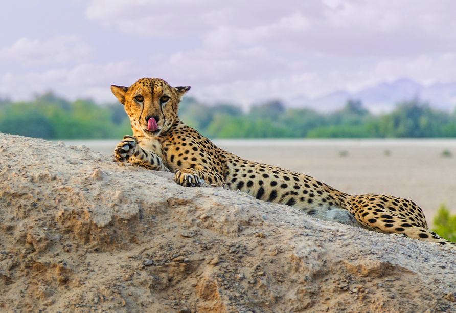 Auf der Insel Sir Bani Yas können Sie inmitten eines Naturreservats die Wildtiere bestaunen.
