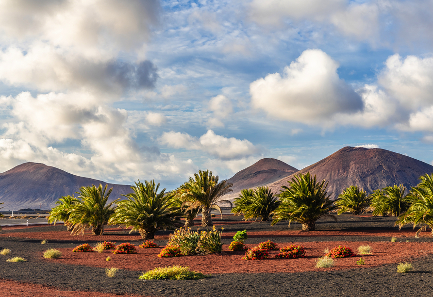 Entdecken Sie die rund 51 Quadratkilometer große Vulkanwelt des Nationalparks Timanfaya.