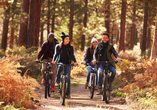 Mieten Sie sich ein Fahrrad und machen Sie eine erlebnisreiche Radtour durch das Waldgebiet von De Maashorst.
