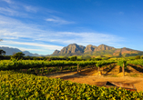 Aus den Trauben der Winelands bei Stellenbosch werden hervorragende Weine gewonnen.