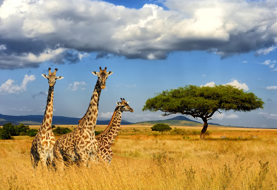 Die majestätisch wirkenden Giraffen werden Sie im Krüger Nationalpark in freier Wildbahn erleben.