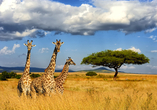 Die majestätisch wirkenden Giraffen werden Sie im Krüger Nationalpark in freier Wildbahn erleben.