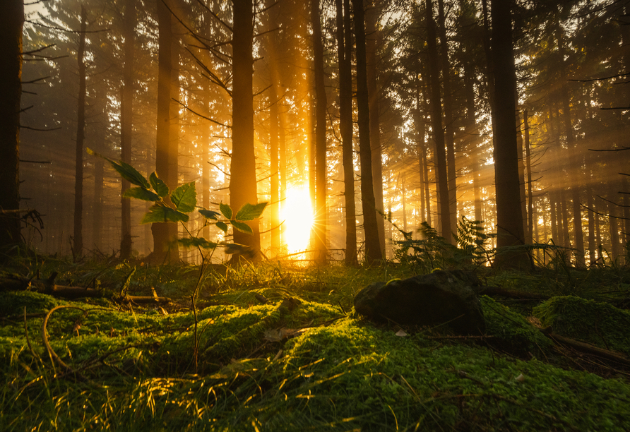 Entschleunigen Sie an der frischen Natur des Thüringer Waldes.